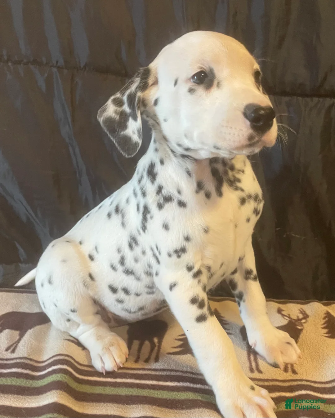 Dalmatian dogs for sale: Daffodil - Ad 2