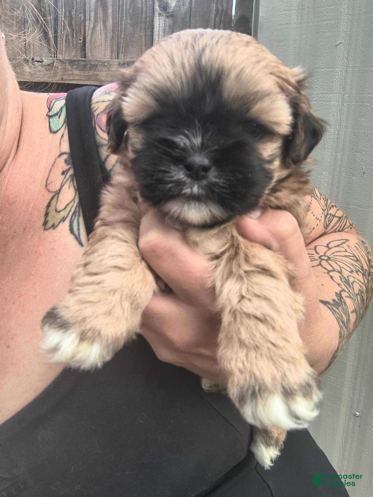 Shorkie dogs for sale: Pumpkin - Ad 2