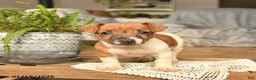 Jack Russell Terrier dogs for sale: Ava  - Ad 2