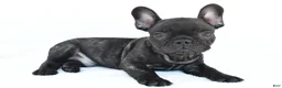 French Bulldog dogs for sale: Beau - Ad 7