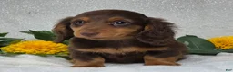 Miniature Dachshund dogs for sale: Judson - Ad 3