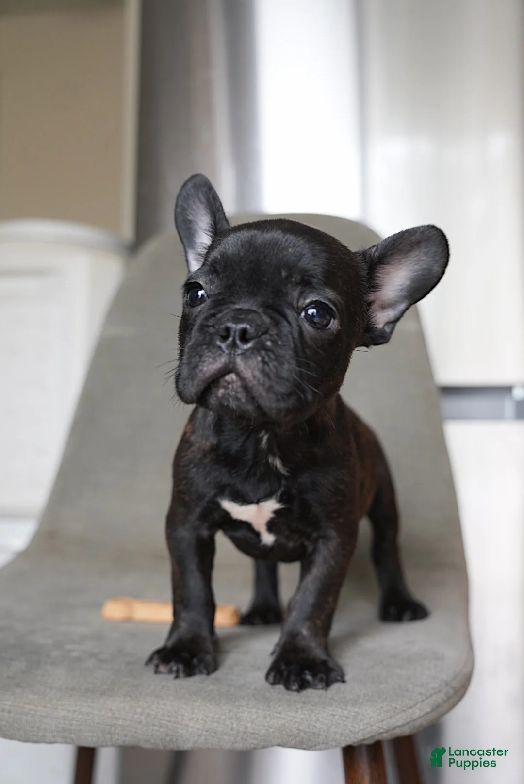 French Bulldog dogs for sale: Java - Ad 2