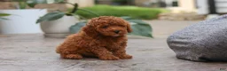 Miniature Poodle dogs for sale: Oakley - Ad 4
