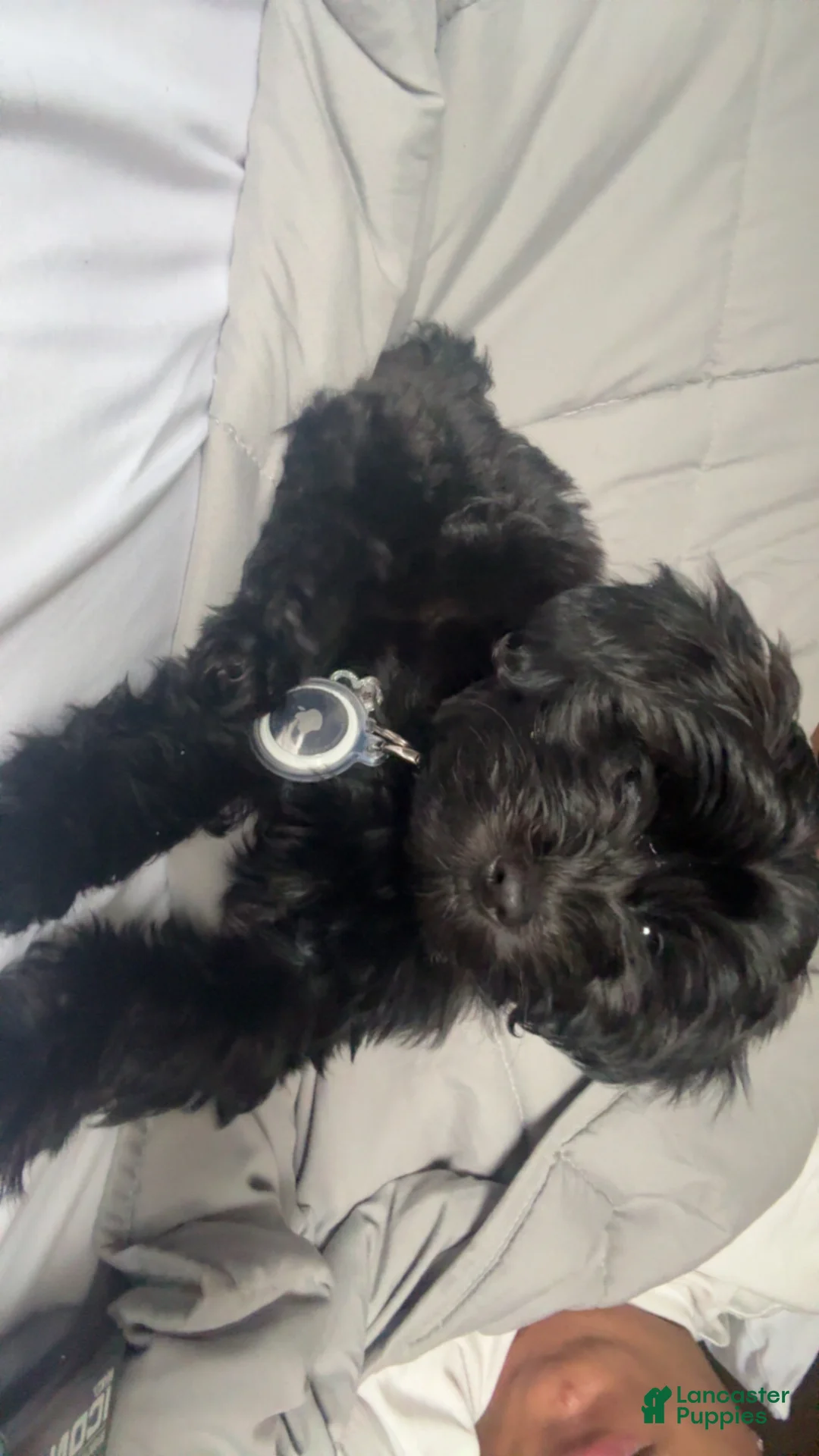 Mixed Breed dogs for sale: Mixed Breed Puppy 1 - Ad 2