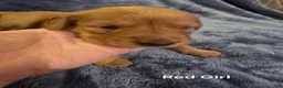 Golden Retriever dogs for sale: Red Girl - Ad 4