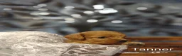 Cavapoo dogs for sale: Cavapoo 2 Tanner - Ad 8