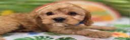 Cavapoo dogs for sale: Miles - Ad 3