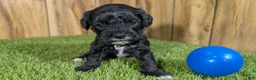 Cavapoo dogs for sale: Francis Boy 2 - Ad 1
