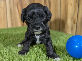 Cavapoo dogs Francis Boy 2 - Ad 24