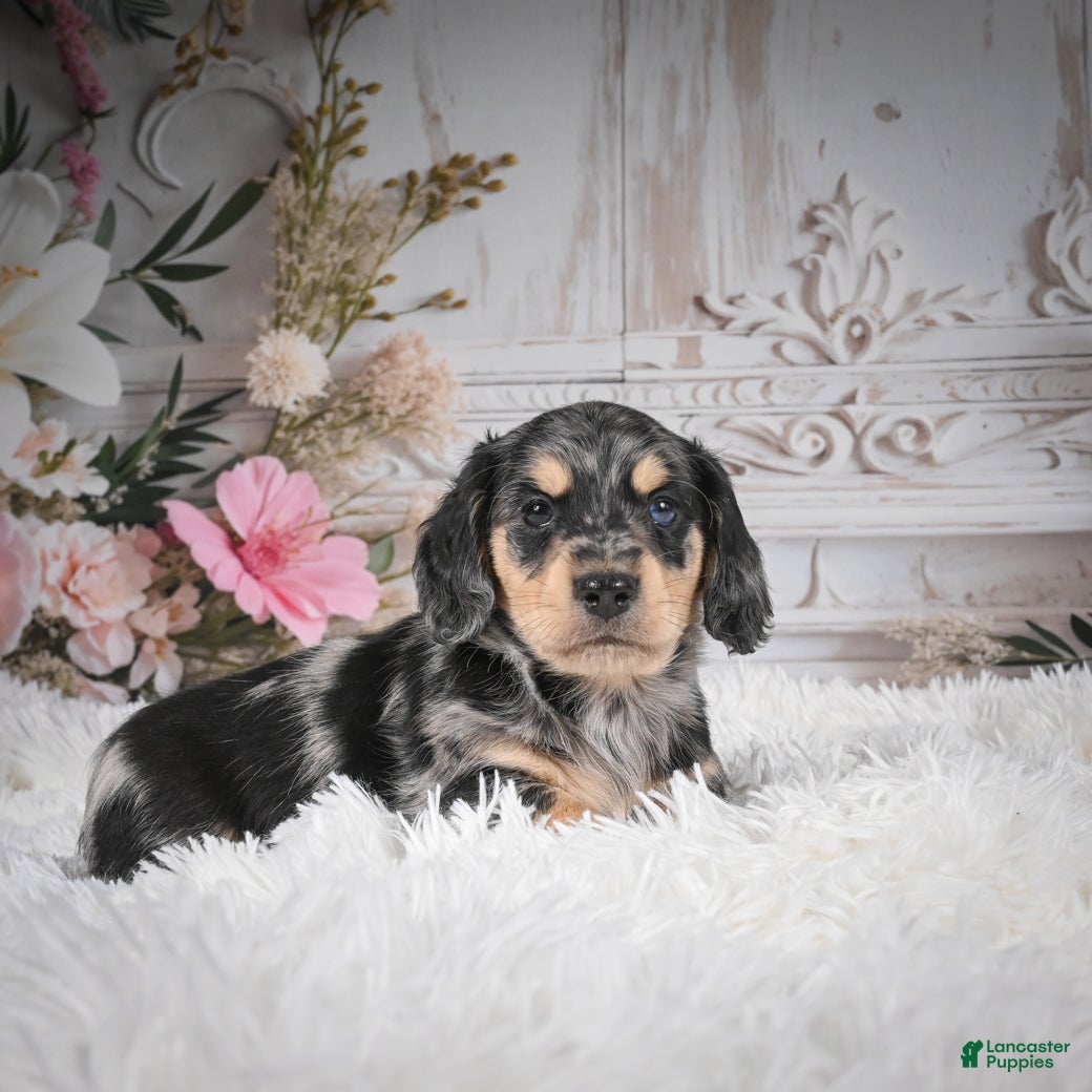 Miniature Dachshund dogs AKC-Rolo - Ad 14