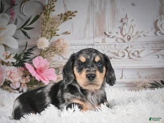 Miniature Dachshund dogs AKC-Rolo - Ad 14
