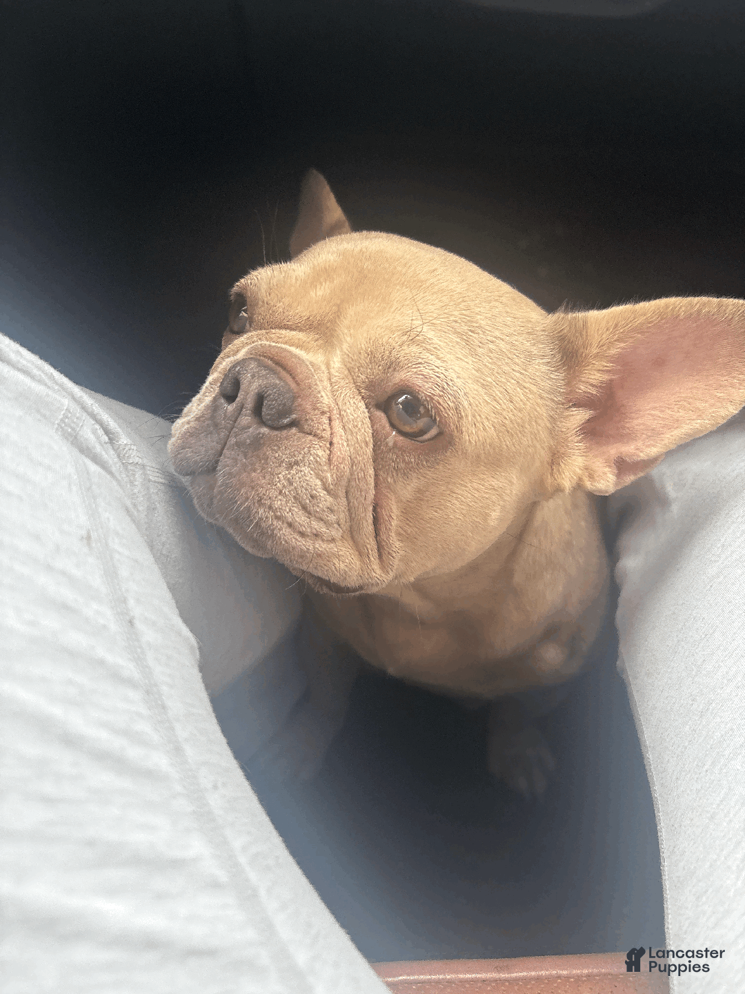 French Bulldog dogs for sale: Junie - Ad 3