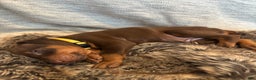 Doberman Pinscher dogs for sale: Pearl - Ad 2