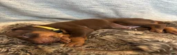 Doberman Pinscher dogs for sale: Pearl - Ad 2