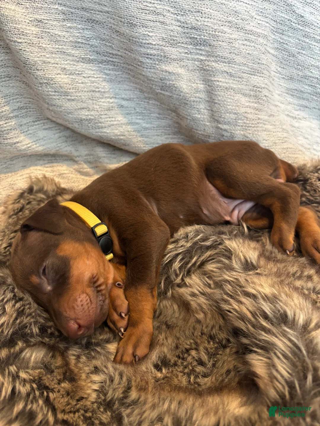 Doberman Pinscher dogs for sale: Pearl - Ad 2