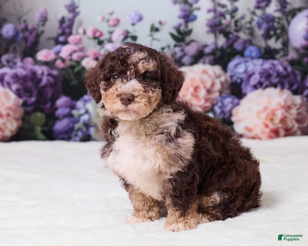 Mini Goldendoodle dogs for sale: Chip - Ad 5