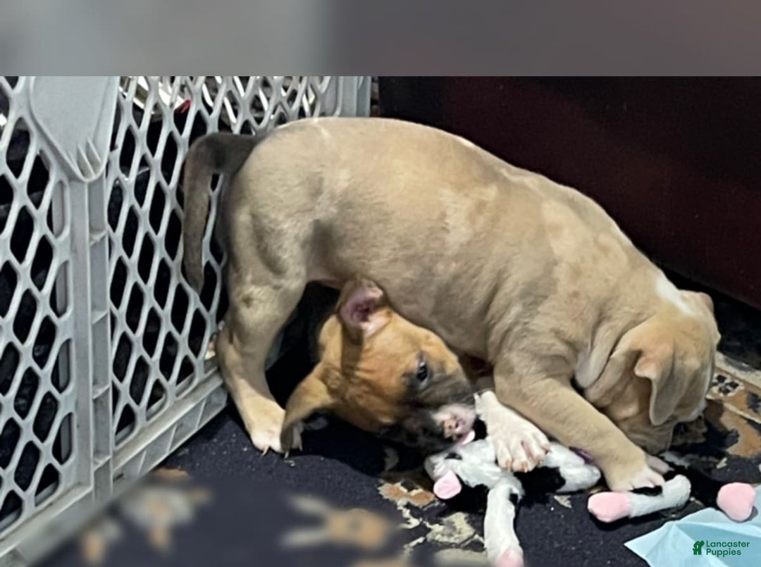 Gallery Image {{count}}