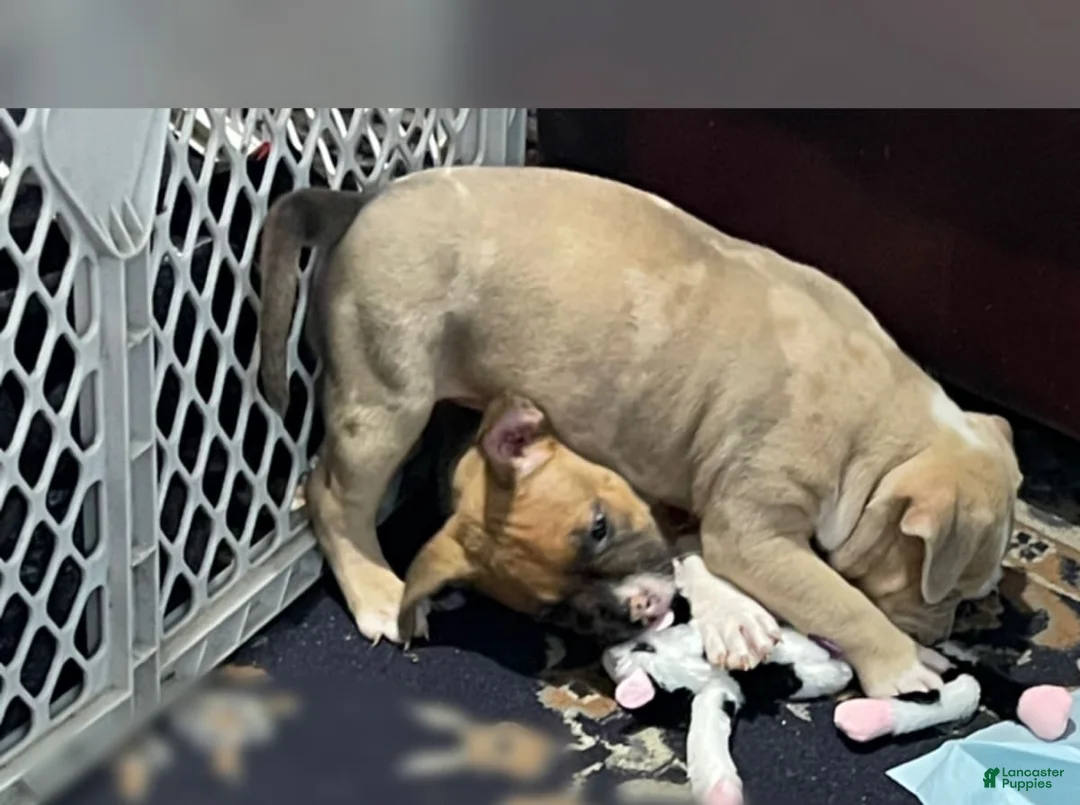 Gallery Image {{count}}