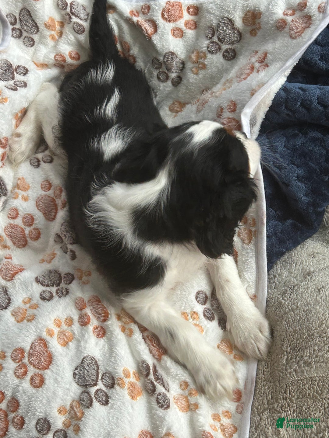 Cavalier King Charles Spaniel dogs for sale: Cavalier King Charles Spaniel Puppy 1 - Ad 7