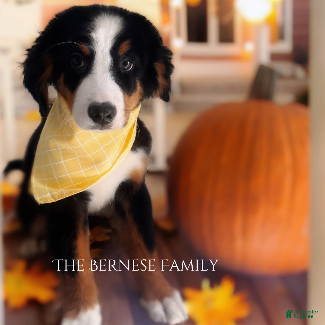 Bernese Mountain Dog dogs for sale: Bernese Mountain Dog Puppy 5 - Ad 1