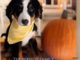 Bernese Mountain Dog dogs Bernese Mountain Dog Puppy 5 - Ad 29
