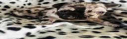 Mixed Breed dogs for sale: Luna - Ad 3