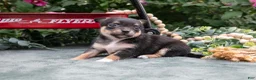Chihuahua dogs for sale: Harmony - Ad 3
