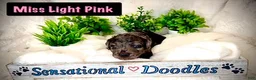 Goldendoodle dogs for sale: Miss Light Pink - Ad 3