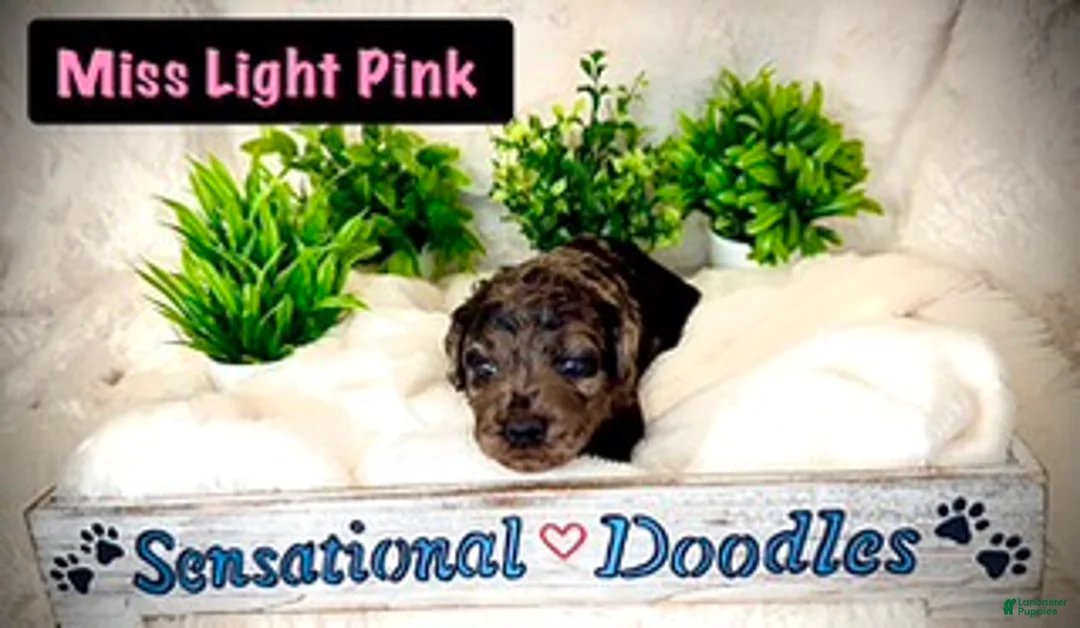 Goldendoodle dogs for sale: Miss Light Pink - Ad 3