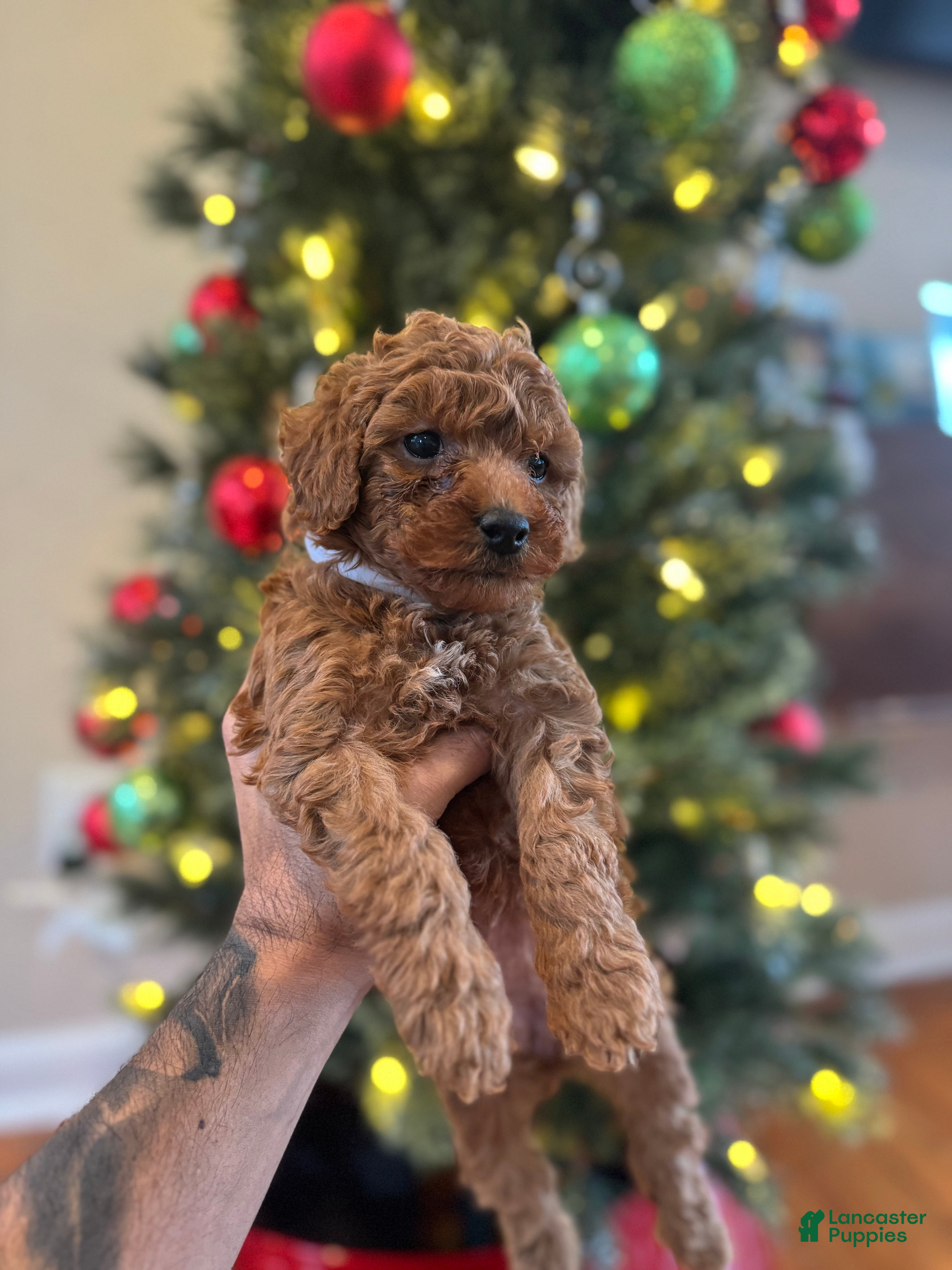 Mini Goldendoodle dogs White - Ad 39