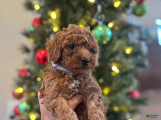 Mini Goldendoodle dogs White - Ad 39