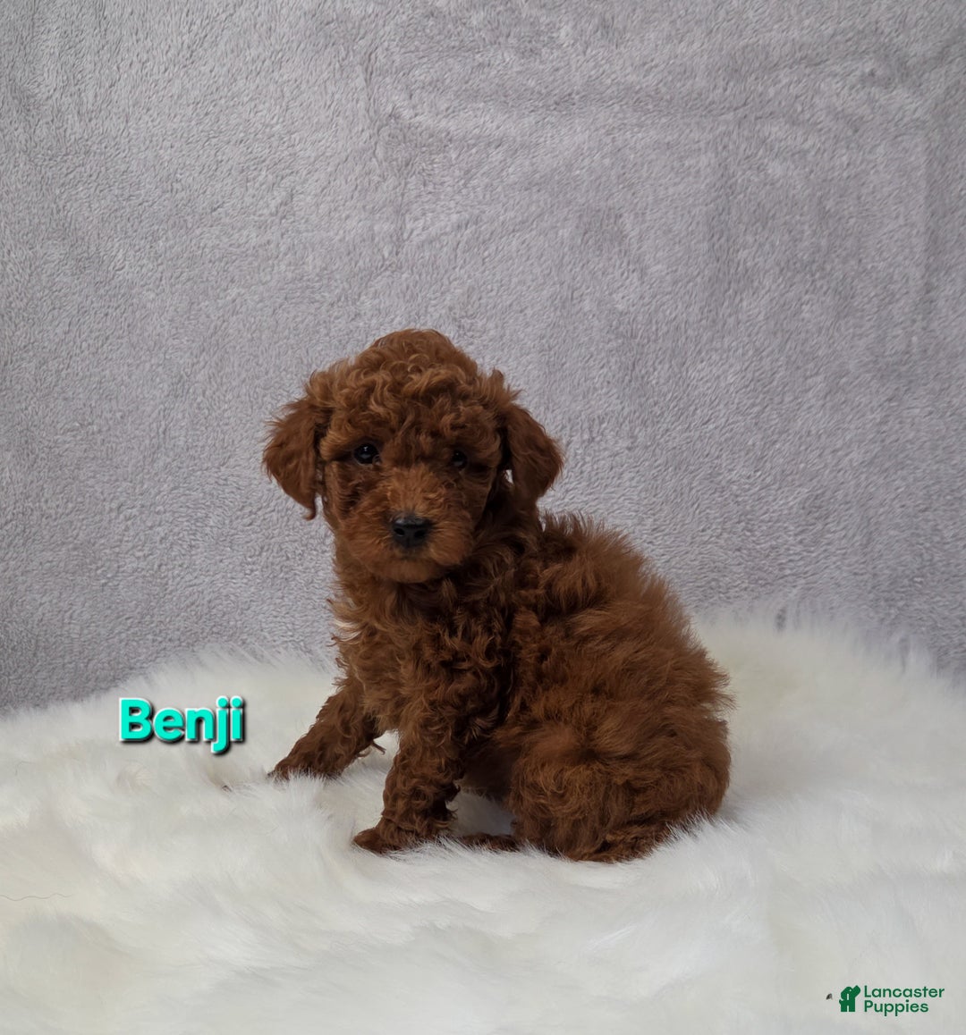 Miniature Poodle dogs for sale: Benji  - Ad 3