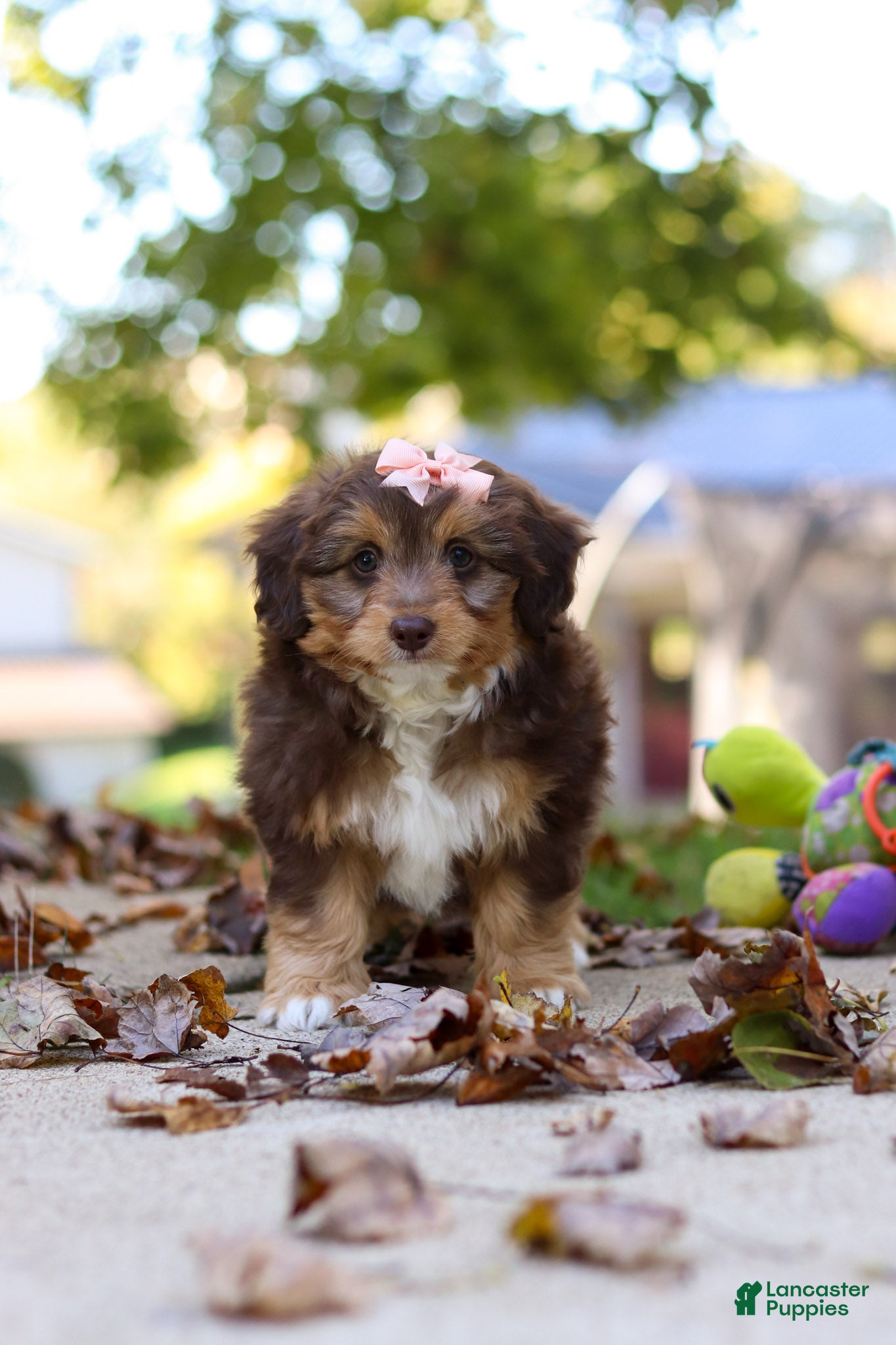 Mini Aussiedoodle dogs Daisy - Ad 2