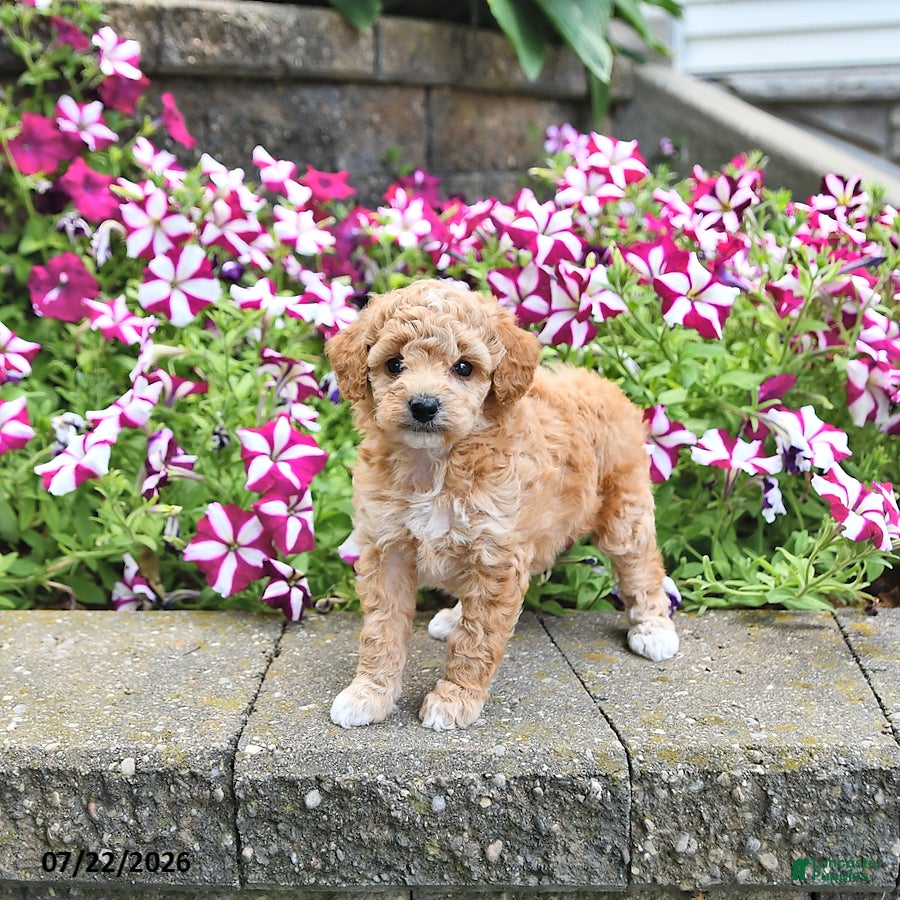 Toy Poodle dogs Kira - Ad 1