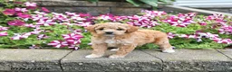 Toy Poodle dogs for sale: Kira - Ad 1