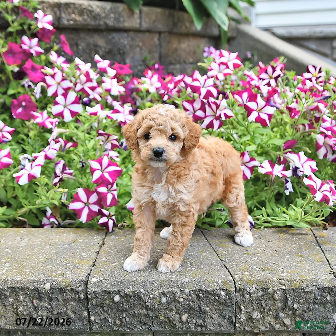 Toy Poodle dogs for sale: Kira - Ad 1
