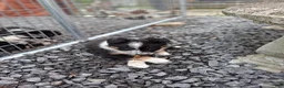Border Collie dogs for sale: LEA - Ad 5
