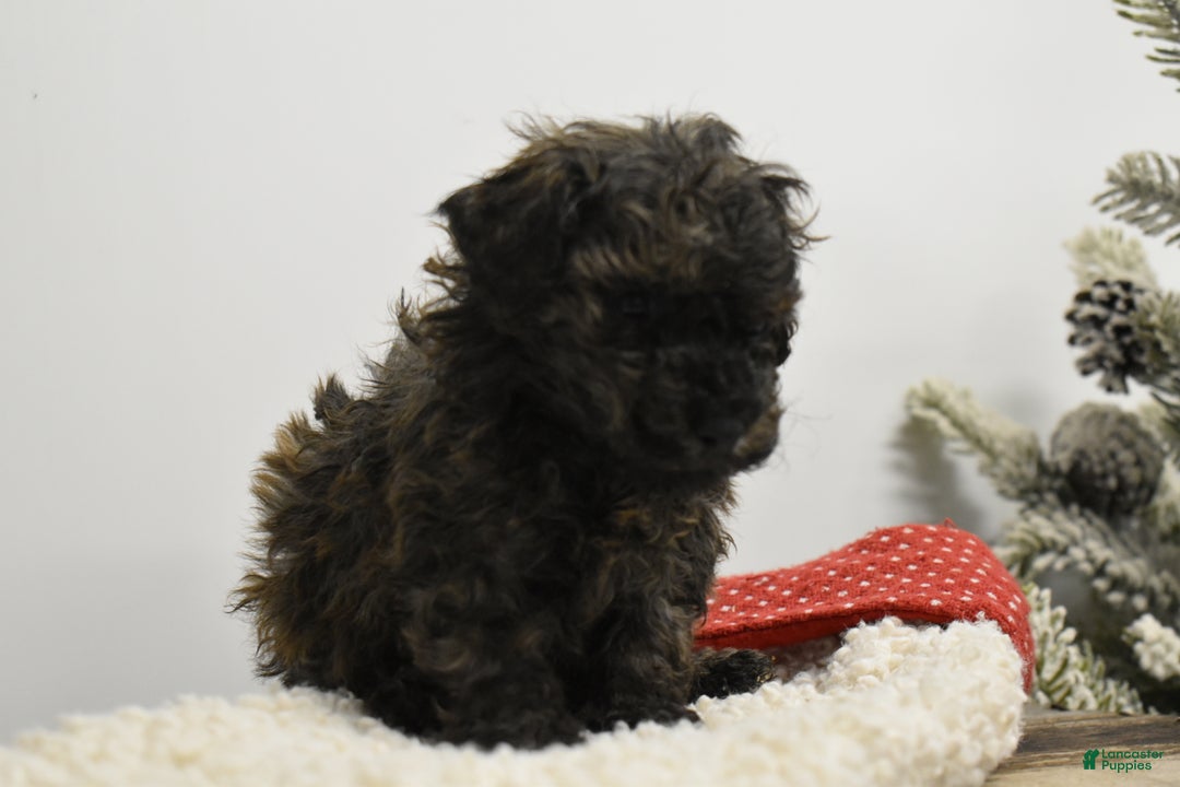 Toy Poodle dogs for sale: Brockton - Ad 5