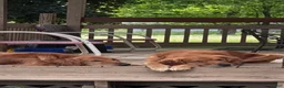 Golden Retriever dogs for sale: Golden Retriever 2 - Ad 8