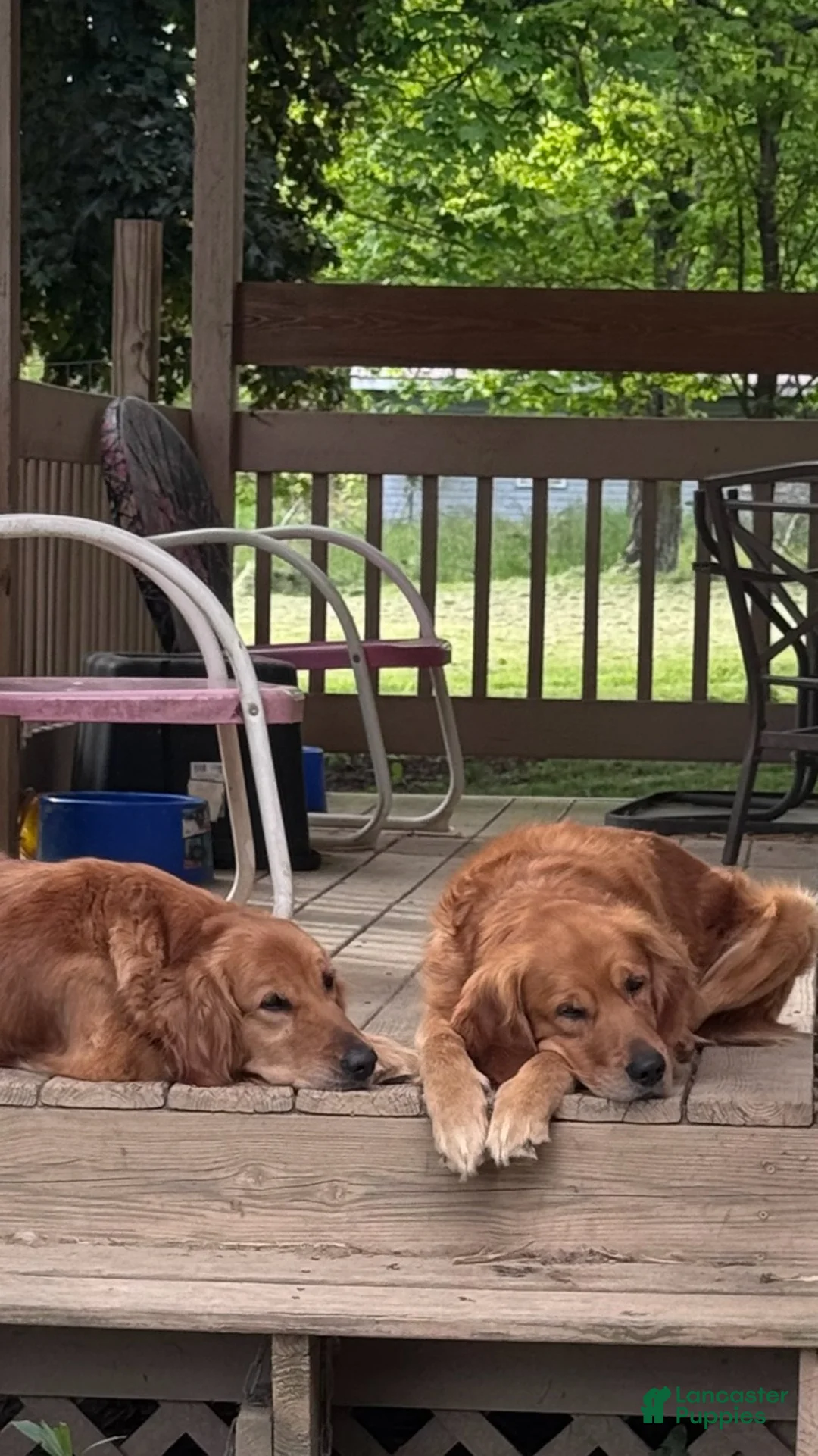 Golden Retriever dogs for sale: Golden Retriever 2 - Ad 8