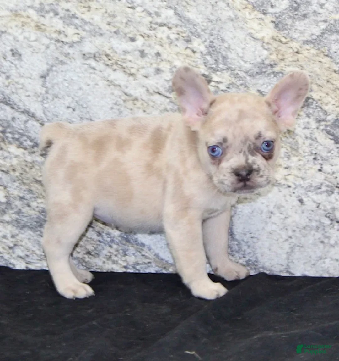 French Bulldog dogs for sale: Roxanne - Ad 6