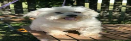 Maltese dogs for sale: Maltese 3 - Ad 8