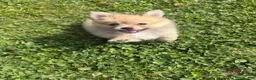Pomeranian dogs for sale: Pomeranian 1 - Ad 6