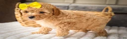 Miniature Poodle dogs for sale: Jimbo💙 - Ad 14