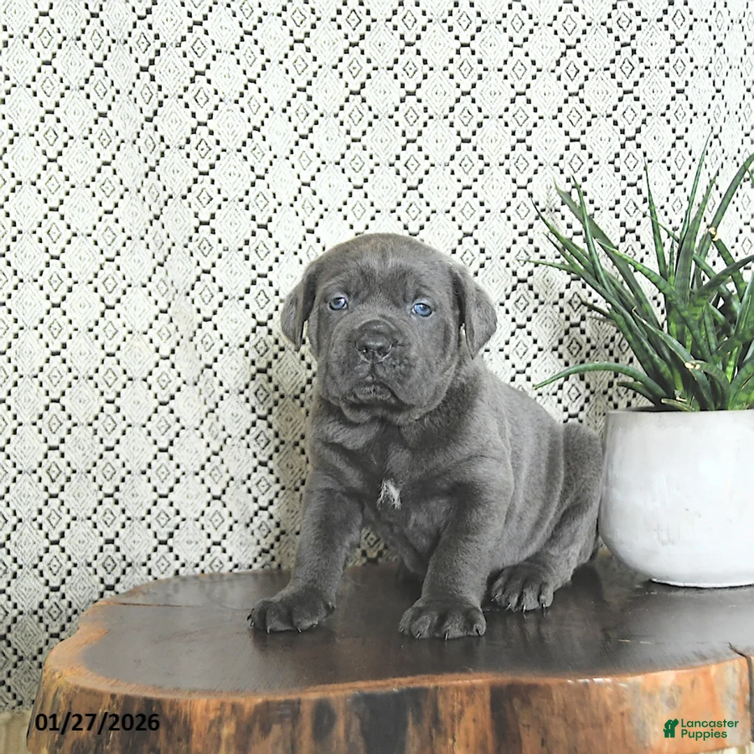 Cane Corso dogs for sale: Max - Ad 5