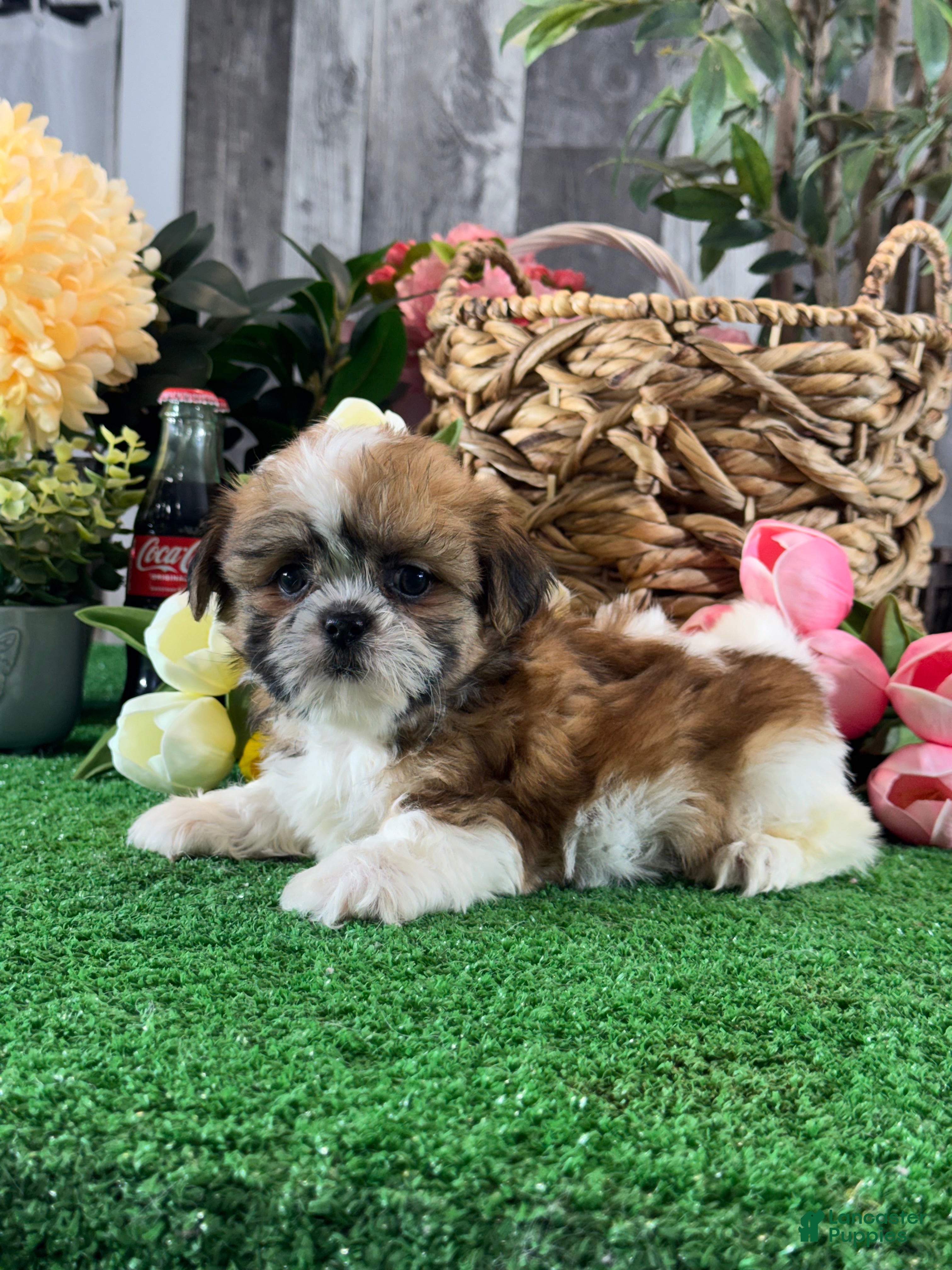 Shih Tzu dogs for sale: Stella🍕 - Ad 2
