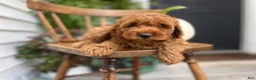 Cockapoo dogs for sale: Macy - Ad 3