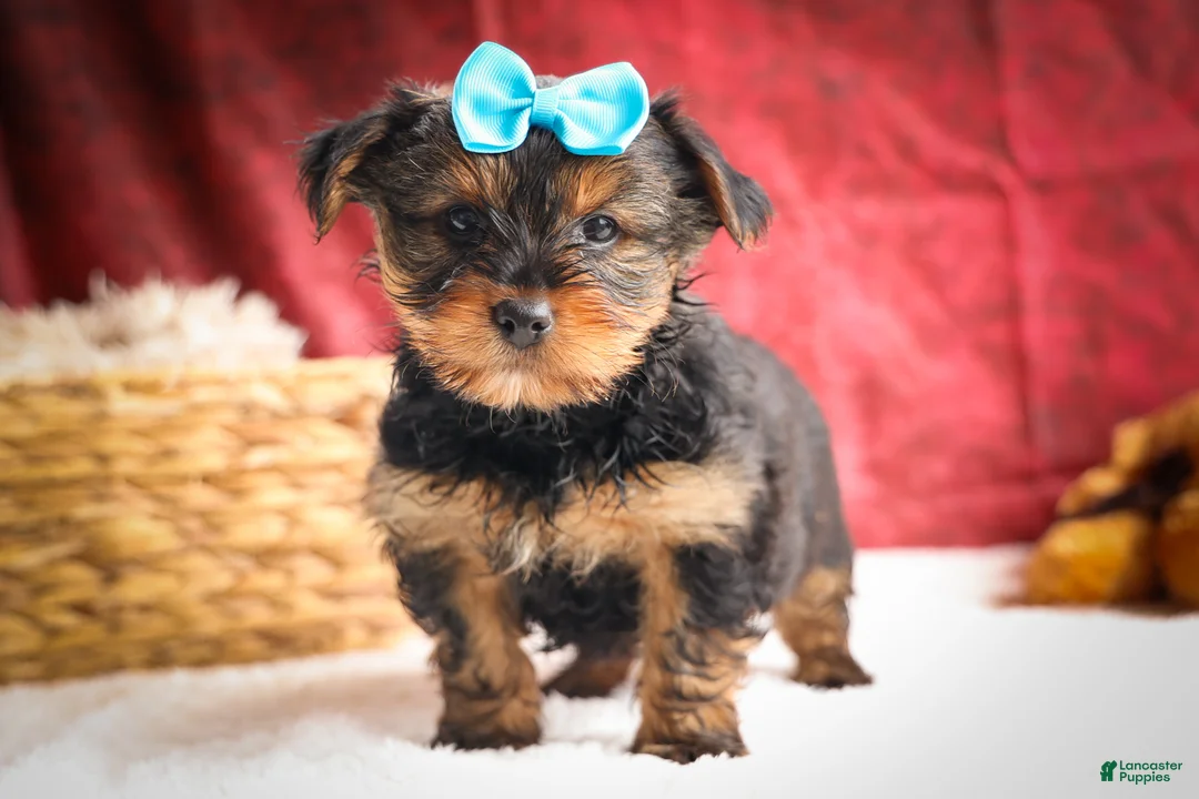 Yorkshire Terrier dogs for sale: DEXTER - Ad 1