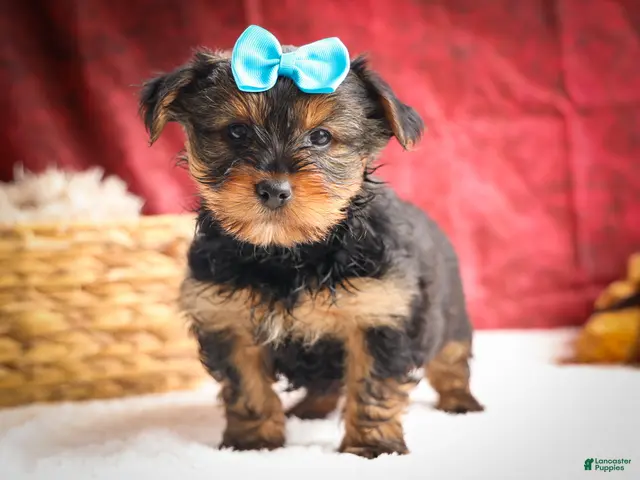 Yorkshire Terrier dogs for sale: DEXTER - Ad 1