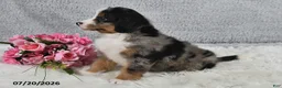 Mini Bernedoodle dogs for sale: Kaya - Ad 5